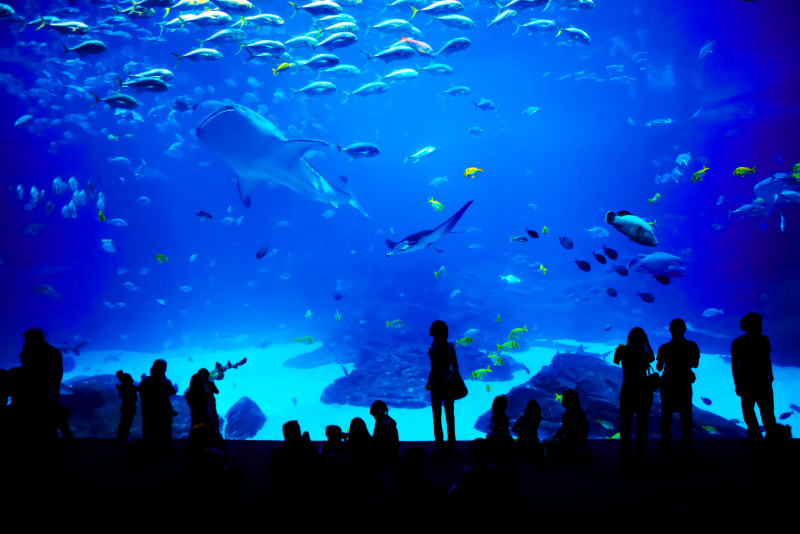 Biggest aquarium in the world
